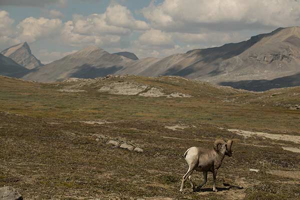 voyage-rocheuses-canadiennes-mouflon