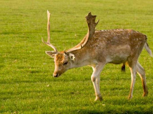 daim-parc-tête-or-lyon