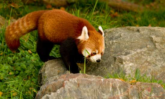 panda-roux-parc-tête-or-lyon
