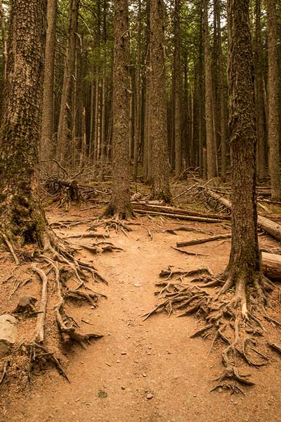 parc-national-de-glacier-cedre