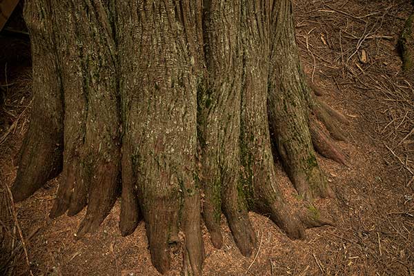 parc-national-des-glaciers-cedre