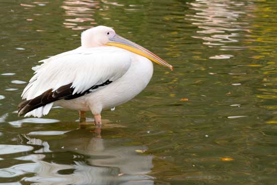 pélican-parc-tête-or-lyon