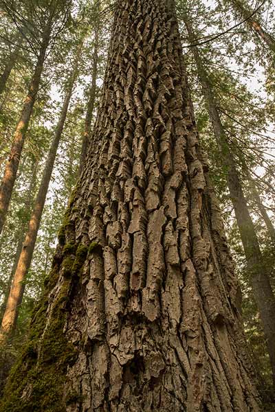 randonnée-glacier-national-park-cedre