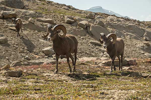 randonnée-wilcox-pass