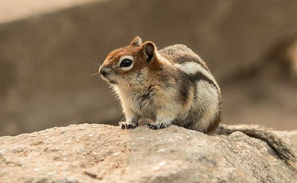 vallée-des-5-lacs-écureuils