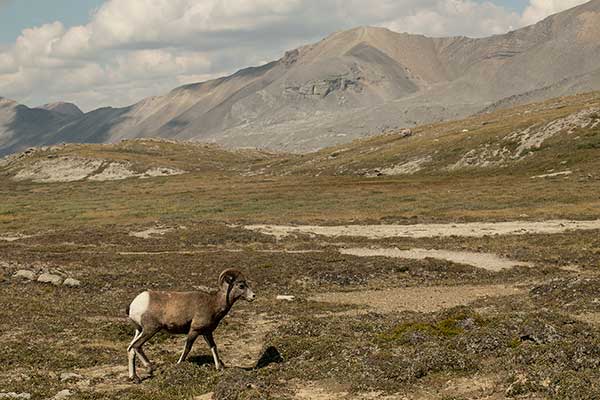 wilcox-pass-mouflons