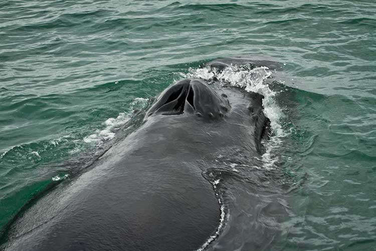 baleine-Islande