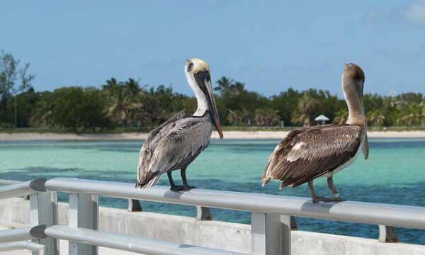 pelicans-en-floride