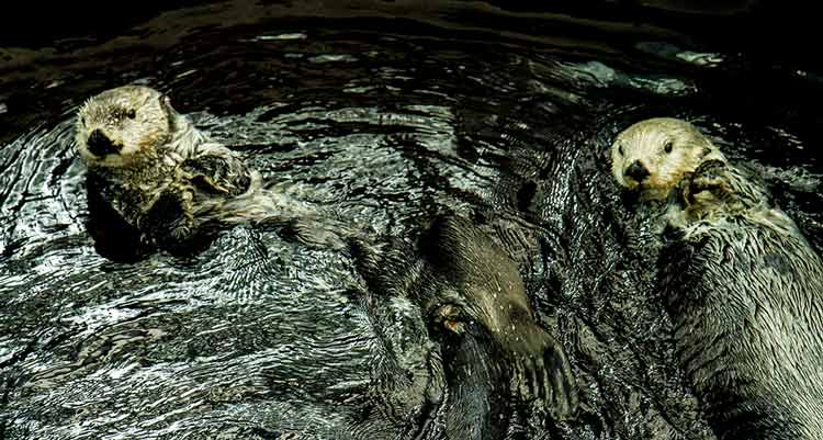 oceanario-de-lisbonne-loutres