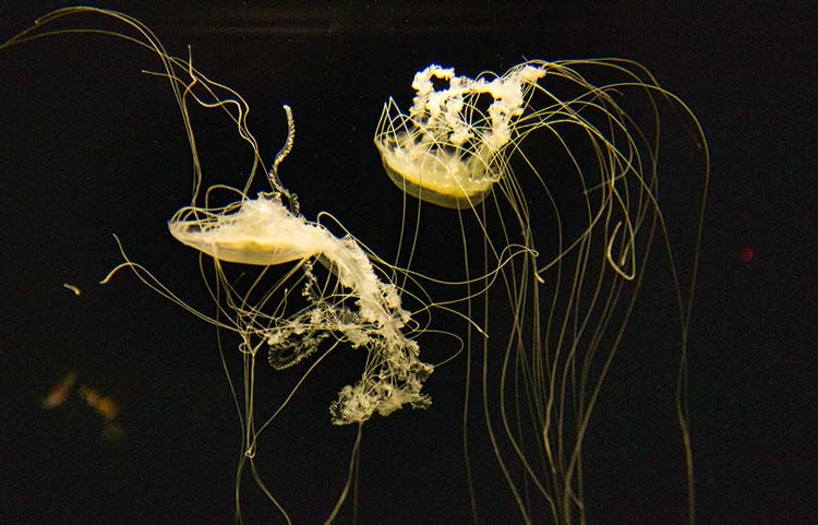 oceanario-de-lisbonne-meduse