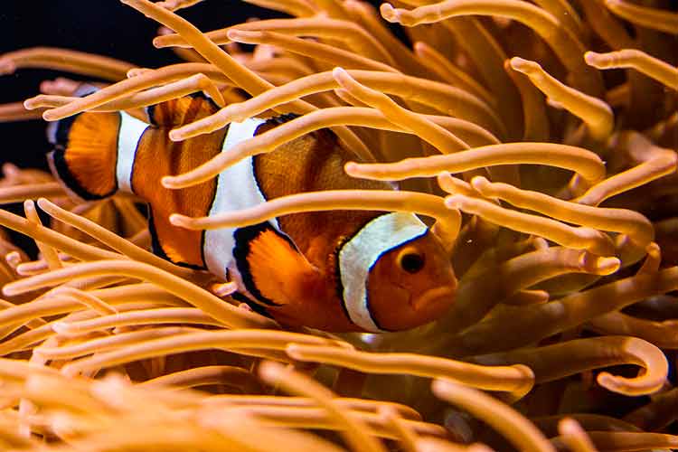 oceanario-de-lisbonne-poisson