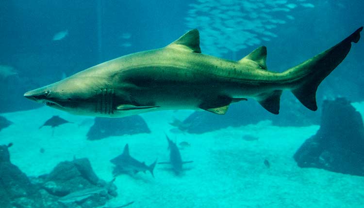 oceanario-de-lisbonne-requin