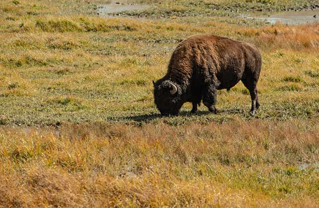 -Bison-Yellowstone-USA
