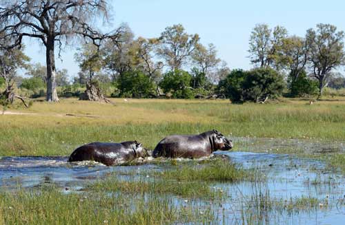 Hippopotames-afrique