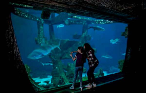 aquarium-las-vegas