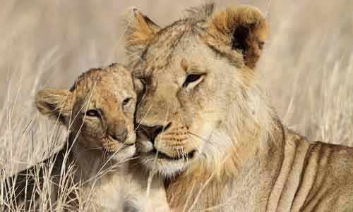 Safari en famille: où partir et conseils de préparation safari-afrique-du-sud-en-famille