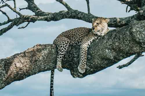 safari-afrique-en-famille