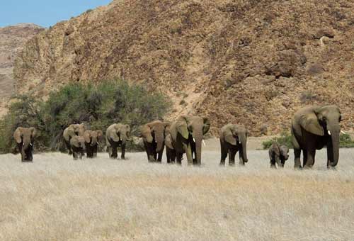 safari-autotour-en-famille