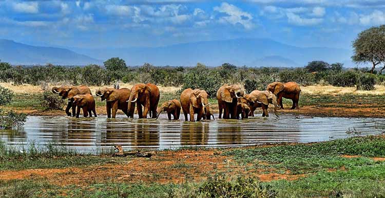 safari-en-afrique-elephant