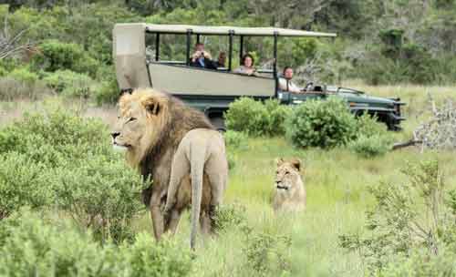 safari-en-famille-afrique-du-sud