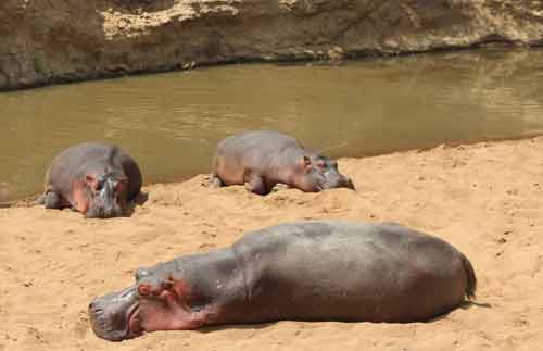 safari-kenya-en-famille