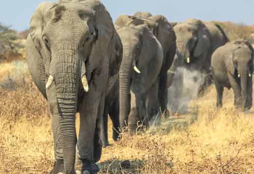 safari-tanzanie-famille